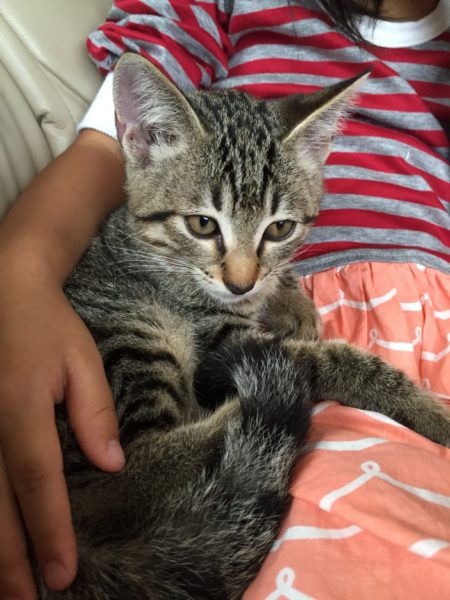 森。実家で猫を飼う