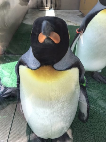 下田海中水族館！