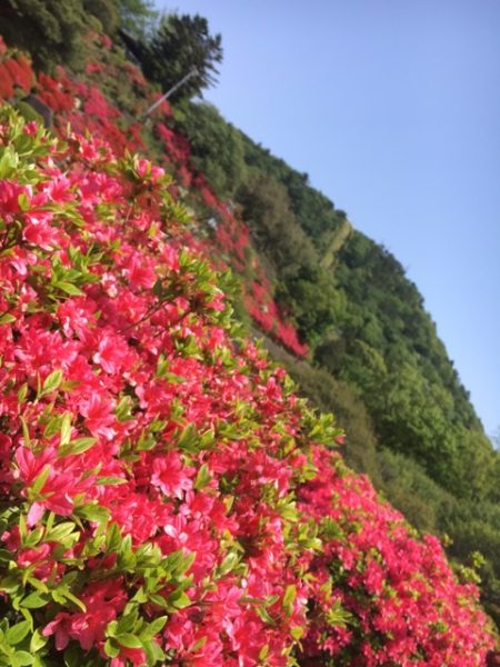 GWは伊東市の小室山、つつじ祭りへ是非！