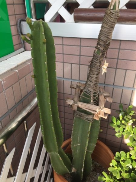 サボテン🌵