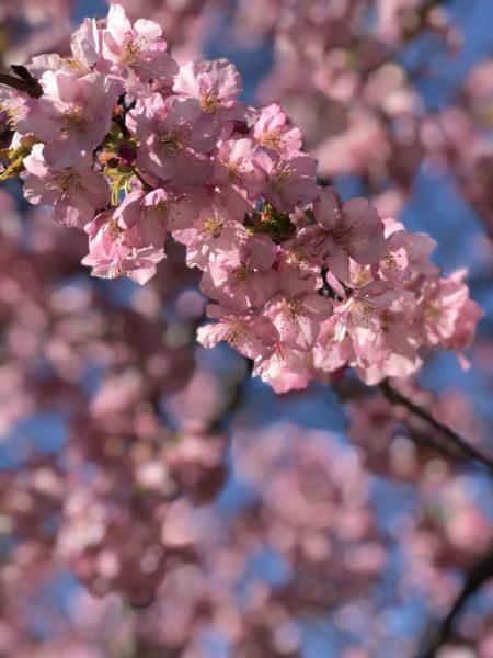 マスク着用のお願い