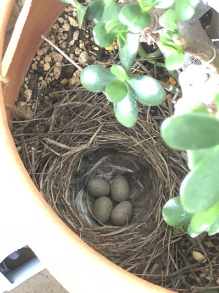 鳥日記 ついに誕生！