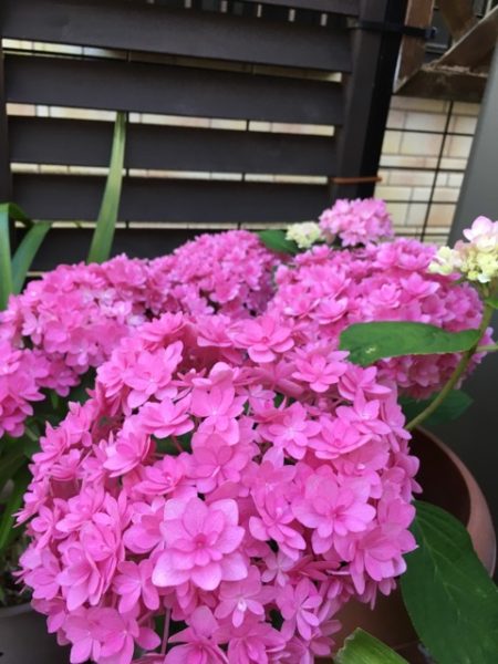 梅雨は苦手でも緑はイキイキ