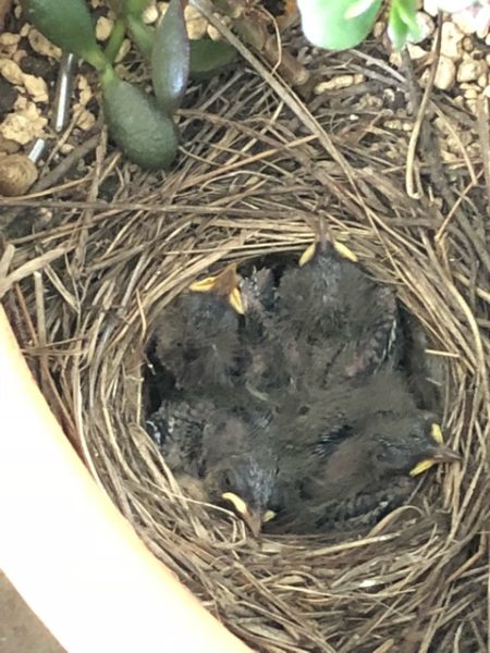 成長しました！