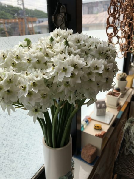 頂いた花(オオニソガラム)