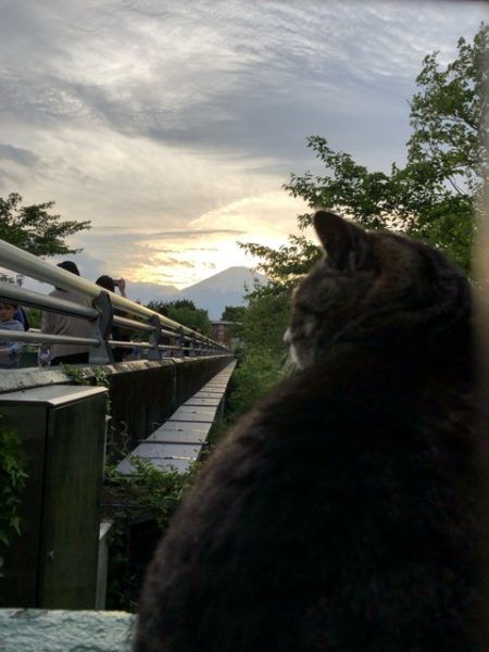 富士山眺めて黄昏る、ねこ